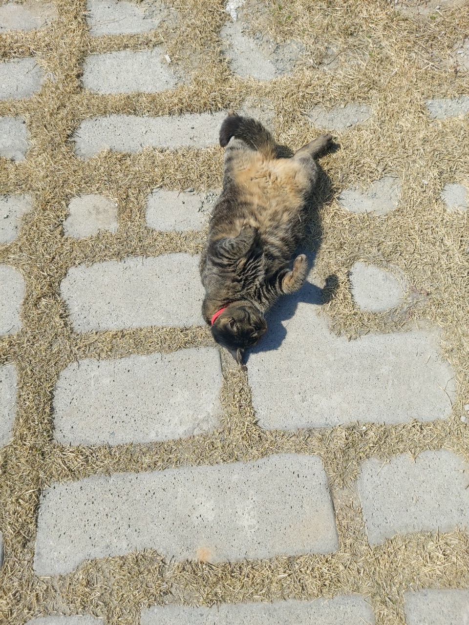 유기견보호센터 강아지보호소 고양이보호소 - 펫찾기 5번째 사진