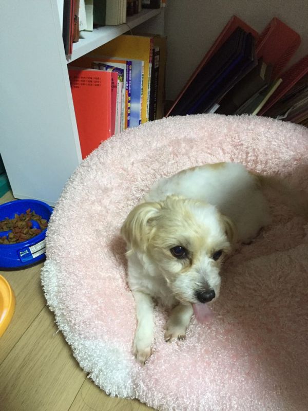 유기견보호센터 강아지보호소 고양이보호소 - 펫찾기 2번째 사진