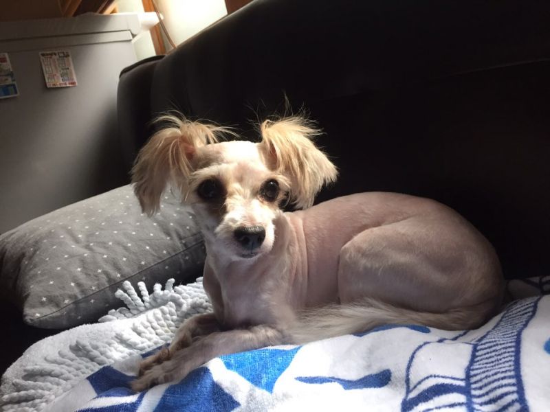 유기견보호센터 강아지보호소 고양이보호소 - 펫찾기