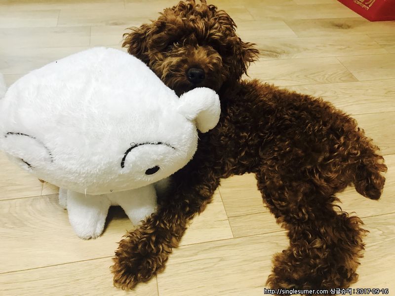 유기견보호센터 강아지보호소 고양이보호소 - 펫찾기 14번째 사진