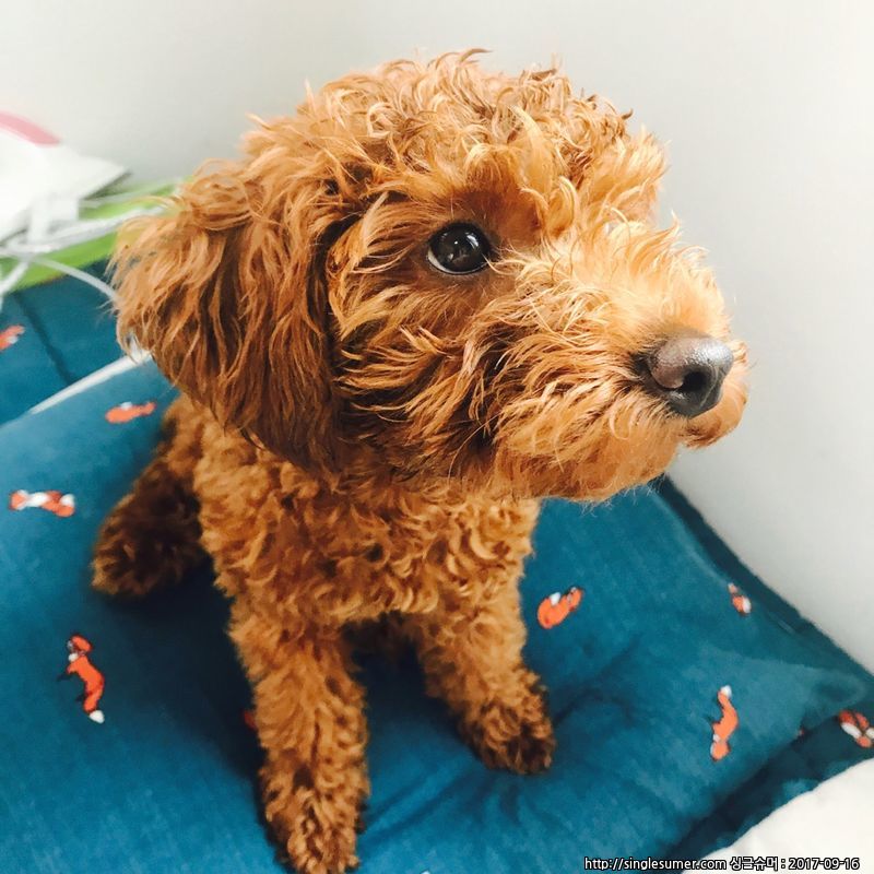 유기견보호센터 강아지보호소 고양이보호소 - 펫찾기 13번째 사진