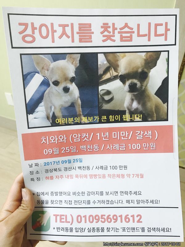 유기견보호센터 강아지보호소 고양이보호소 - 펫찾기 32번째 사진