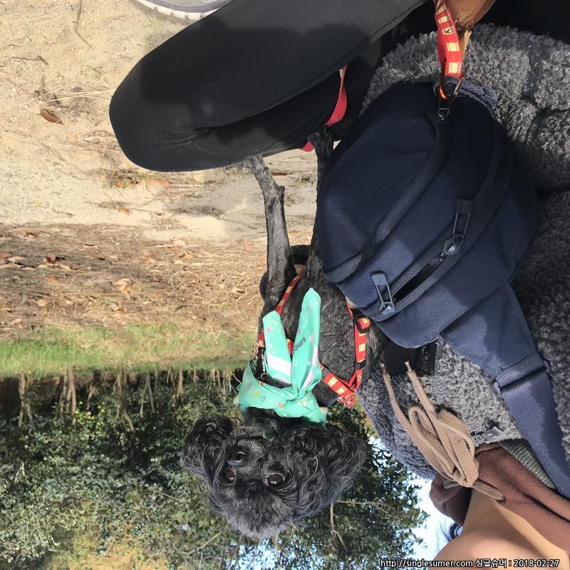 유기견보호센터 강아지보호소 고양이보호소 - 펫찾기 31번째 사진