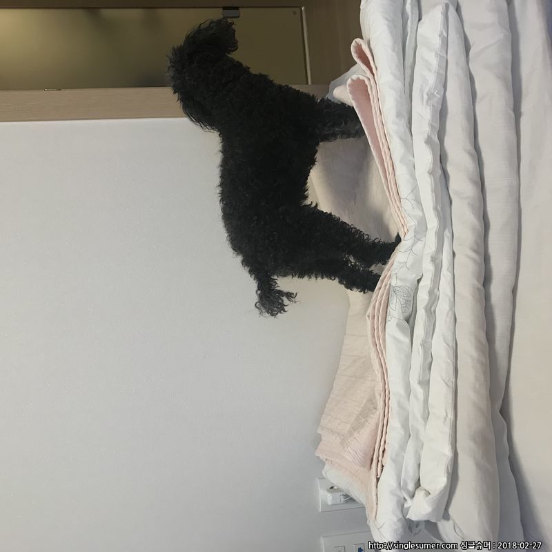 유기견보호센터 강아지보호소 고양이보호소 - 펫찾기 28번째 사진