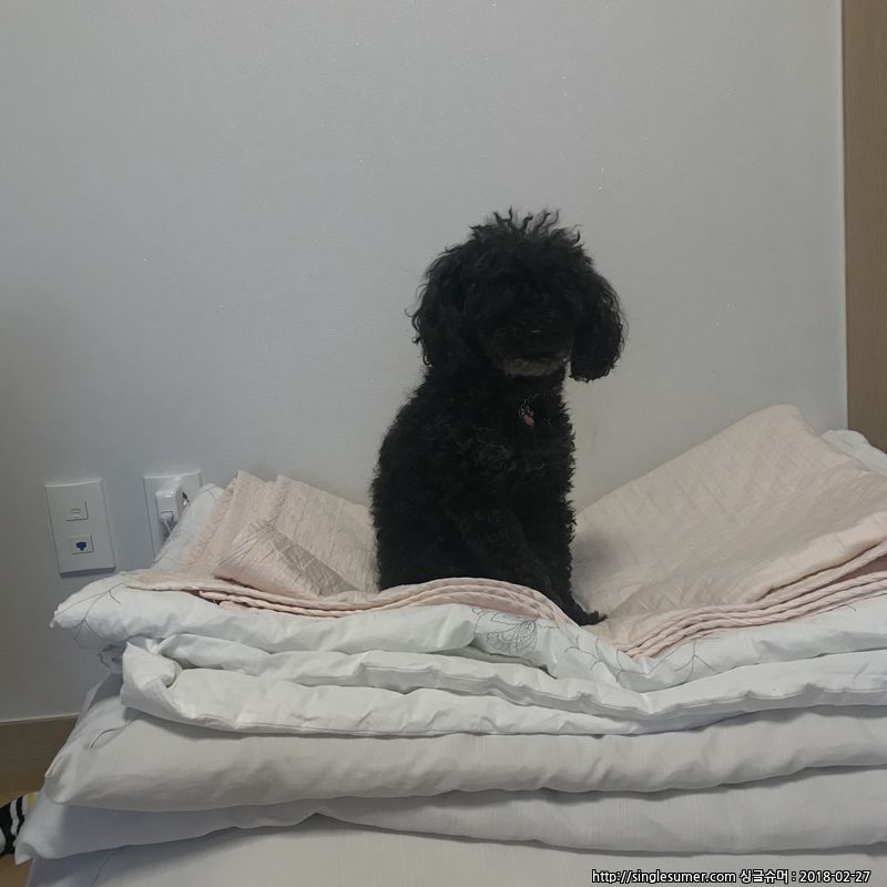 유기견보호센터 강아지보호소 고양이보호소 - 펫찾기 27번째 사진