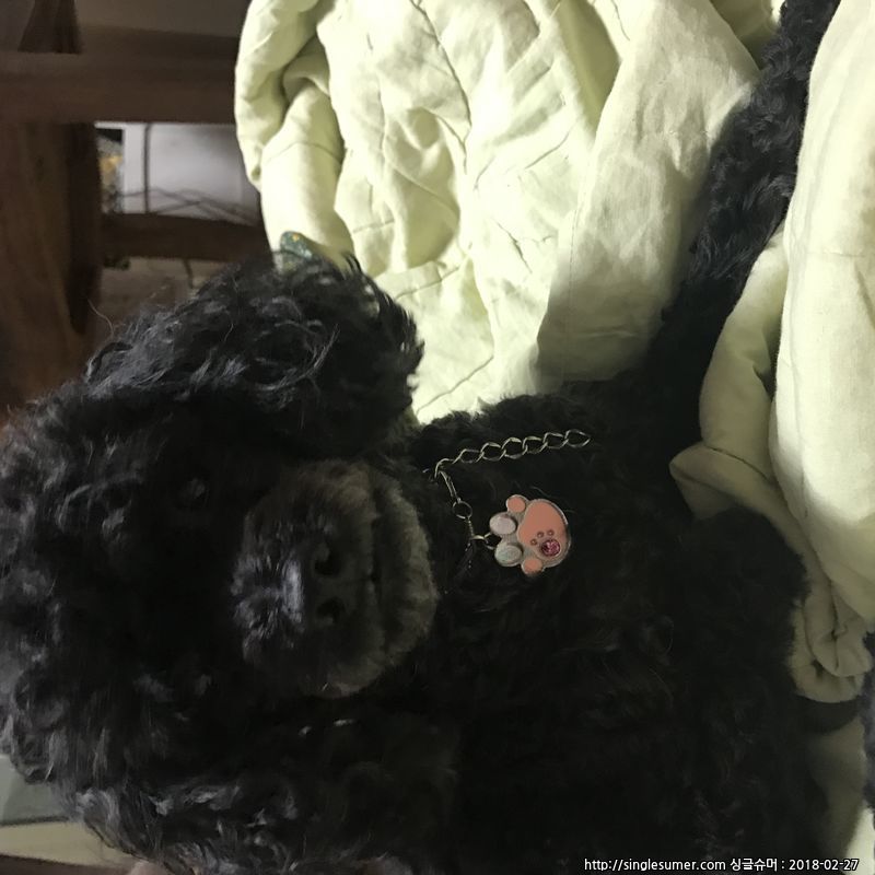 유기견보호센터 강아지보호소 고양이보호소 - 펫찾기 32번째 사진