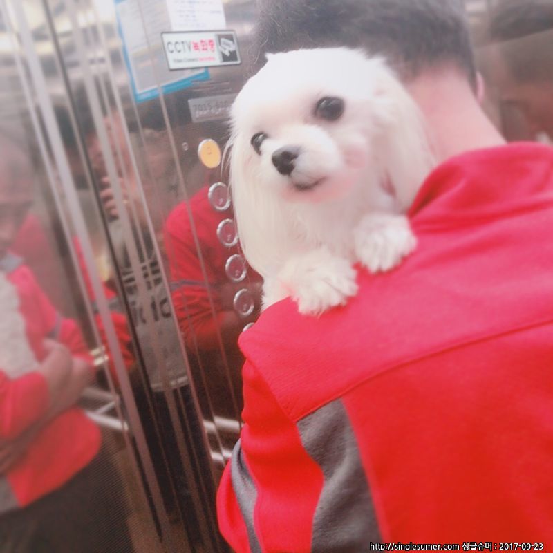 유기견보호센터 강아지보호소 고양이보호소 - 펫찾기 25번째 사진