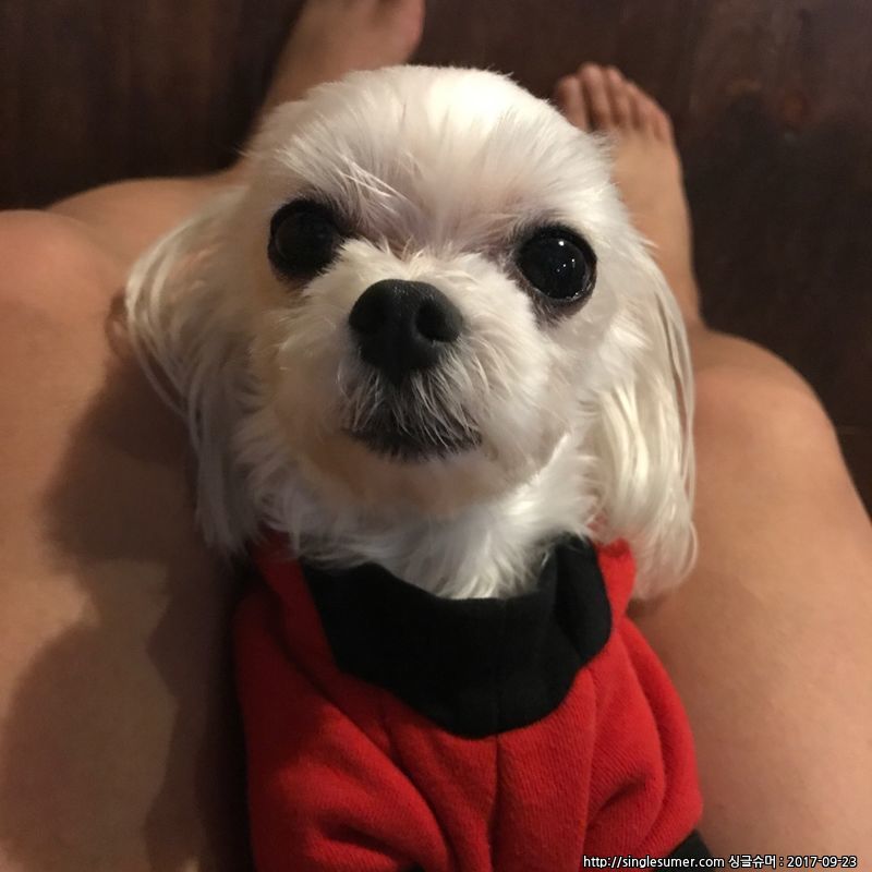 유기견보호센터 강아지보호소 고양이보호소 - 펫찾기 24번째 사진