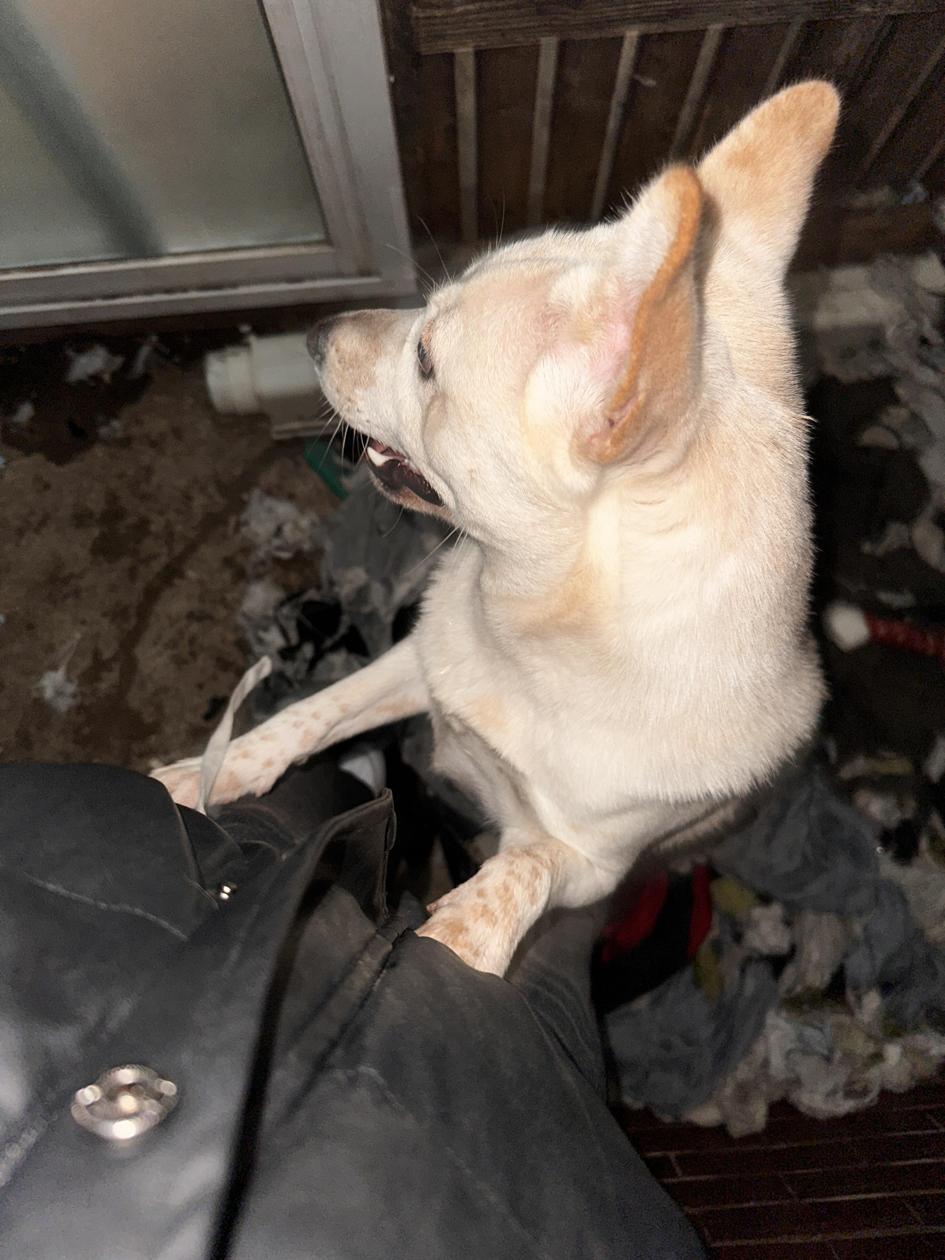 도와주세요 찾아주세요ㅠ - 강아지 찾아요 - 유기견 보호 센터 - 이미지 2