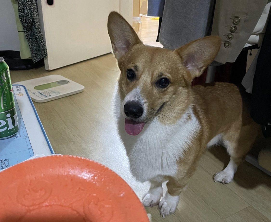 유기견보호센터 강아지보호소 고양이보호소 - 펫찾기 5번째 사진