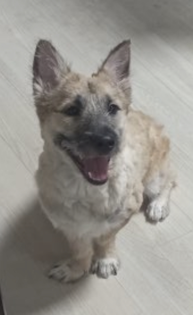 유기견보호센터 강아지보호소 고양이보호소 - 펫찾기 15번째 사진