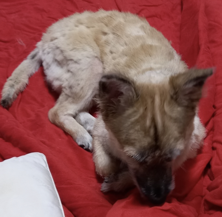 유기견보호센터 강아지보호소 고양이보호소 - 펫찾기 17번째 사진