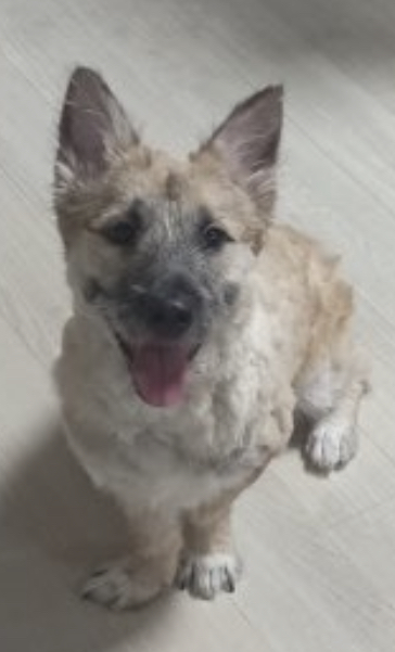 유기견보호센터 강아지보호소 고양이보호소 - 펫찾기 16번째 사진