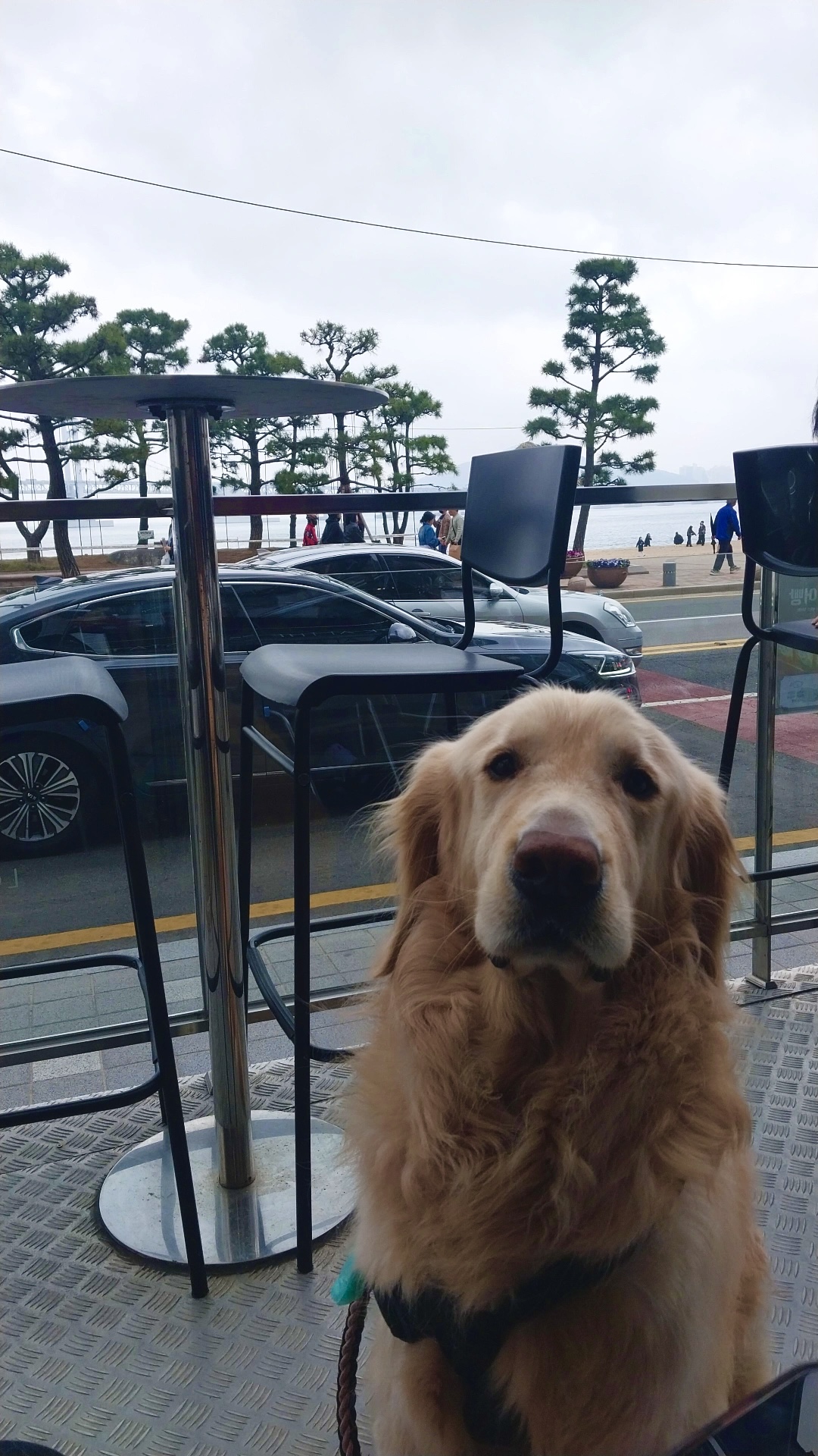 유기견보호센터 강아지보호소 고양이보호소 - 펫찾기 22번째 사진