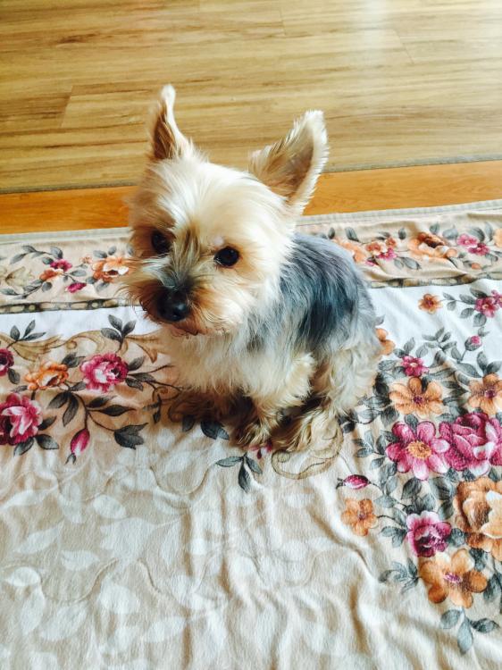 유기견보호센터 강아지보호소 고양이보호소 - 펫찾기 18번째 사진