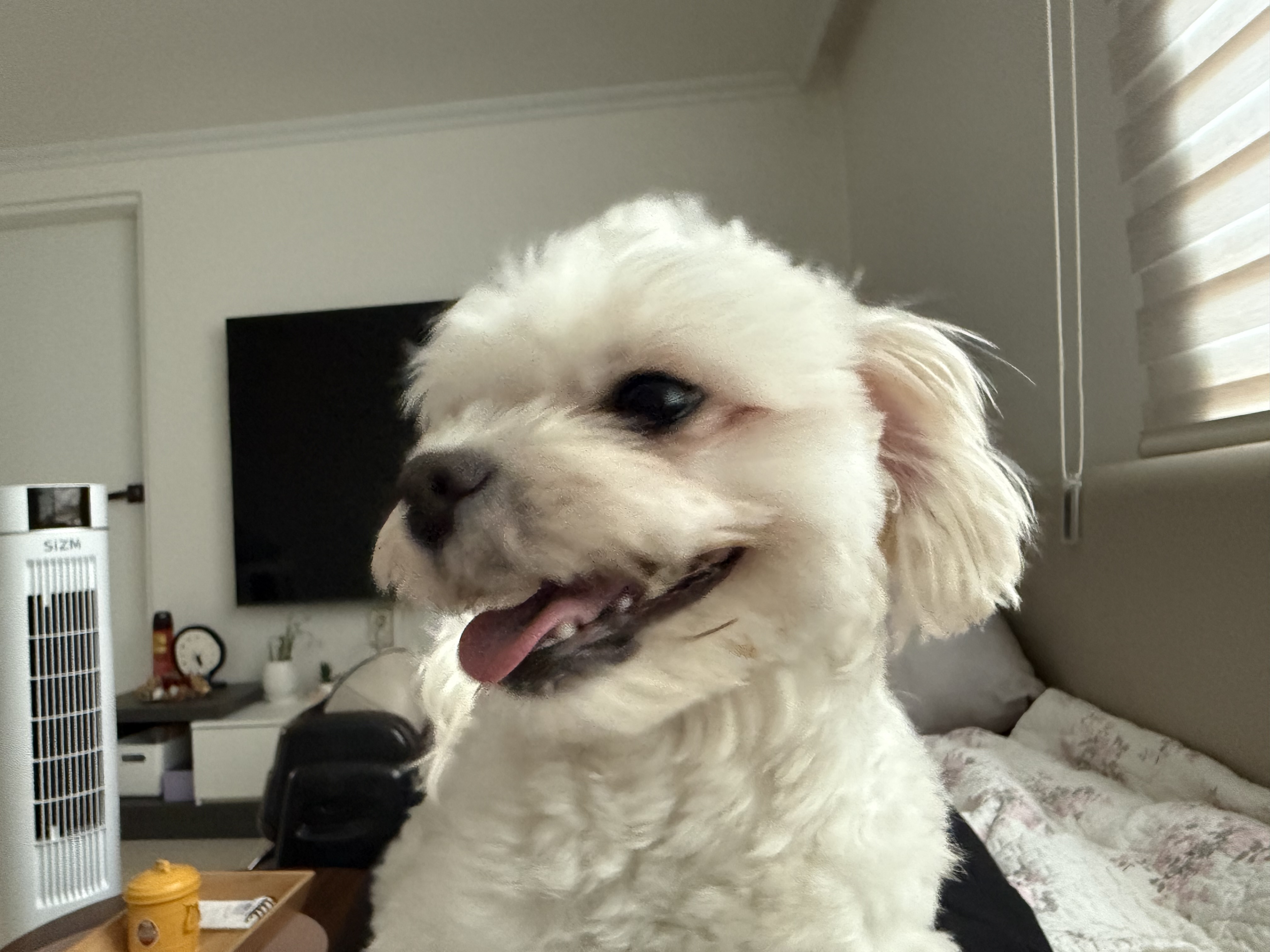 유기견보호센터 강아지보호소 고양이보호소 - 펫찾기