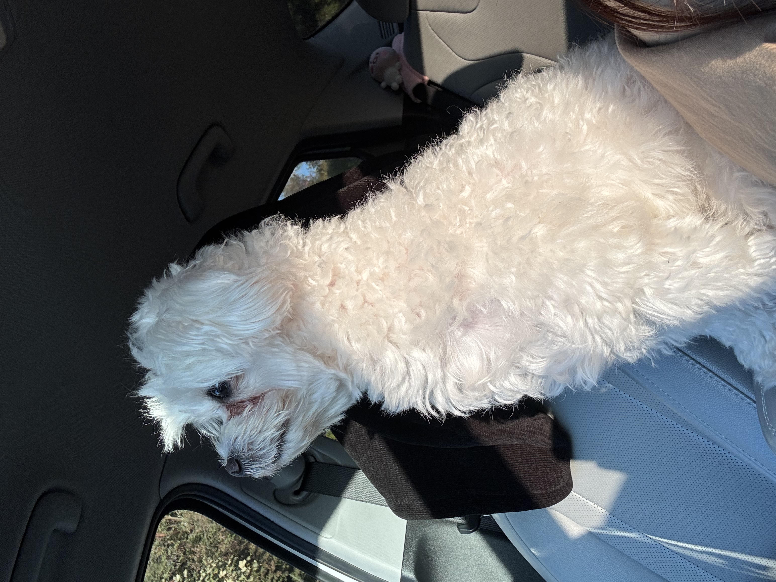 유기견보호센터 강아지보호소 고양이보호소 - 펫찾기 2번째 사진