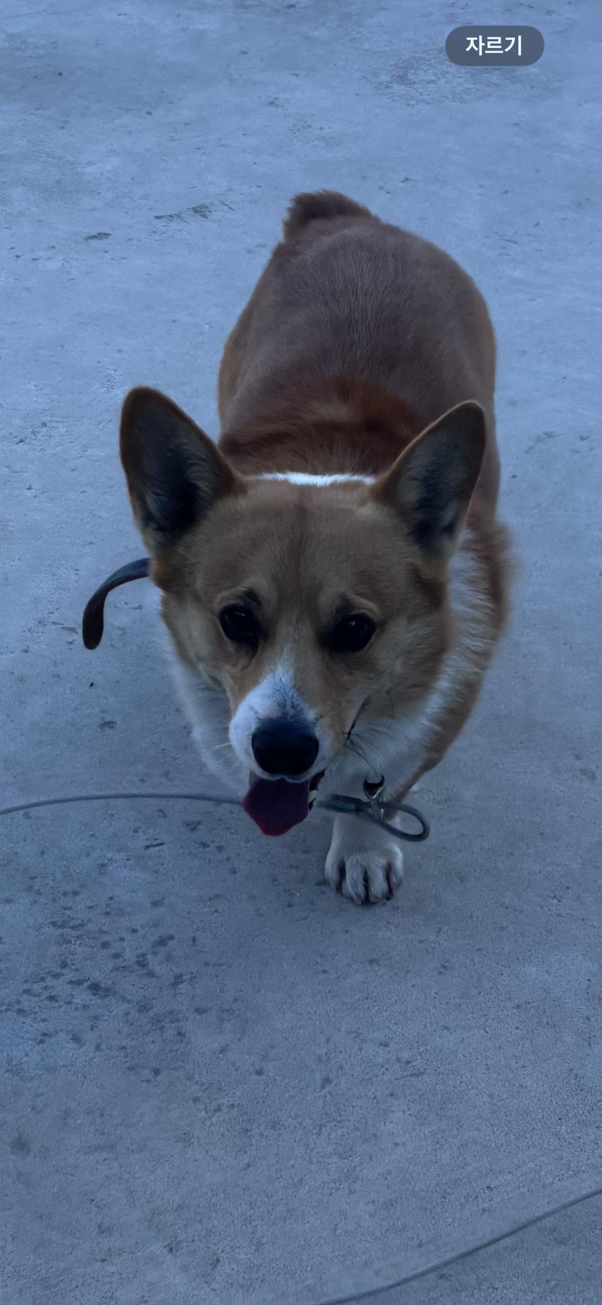 유기견보호센터 강아지보호소 고양이보호소 - 펫찾기 14번째 사진