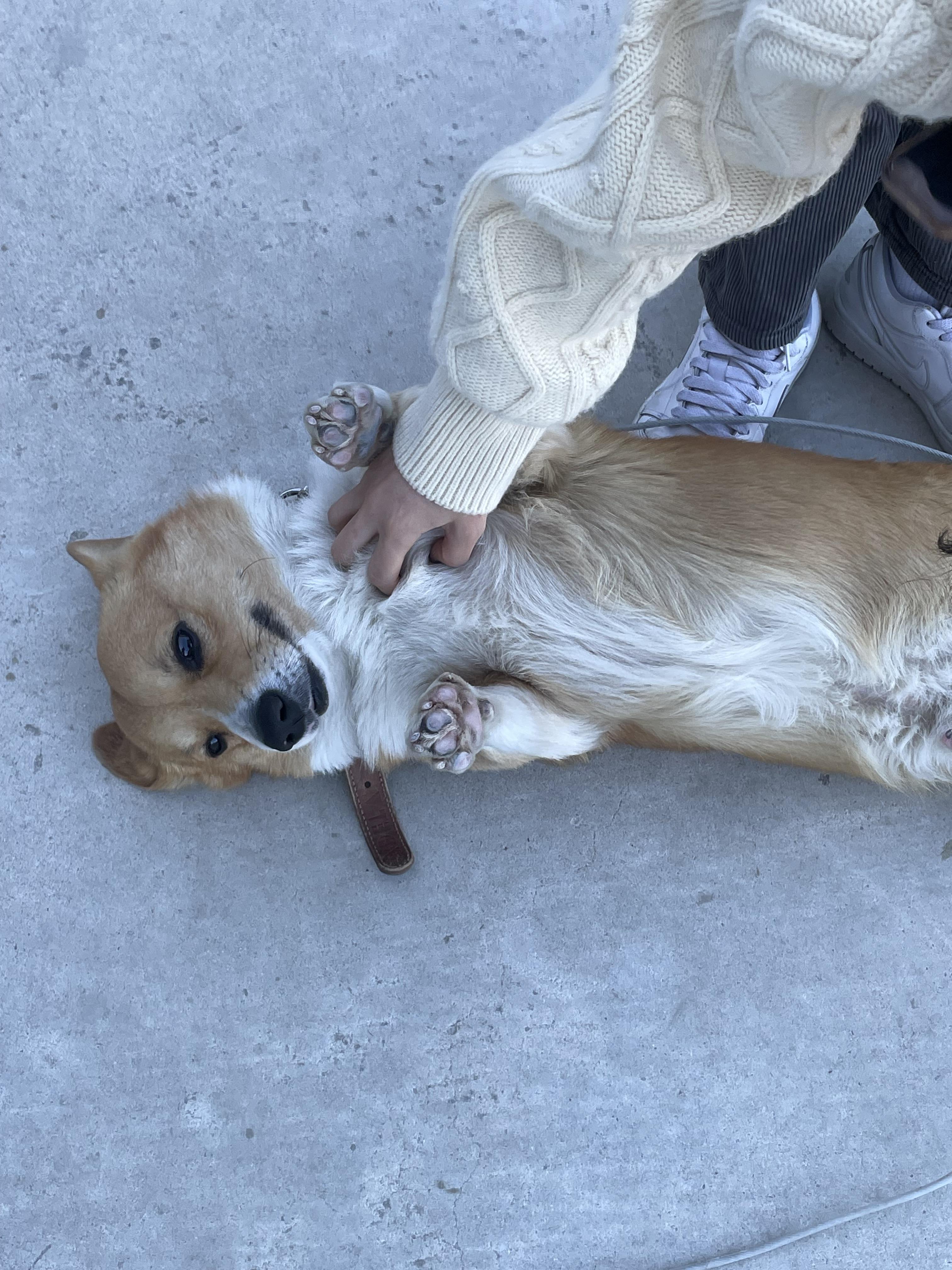 유기견보호센터 강아지보호소 고양이보호소 - 펫찾기 15번째 사진
