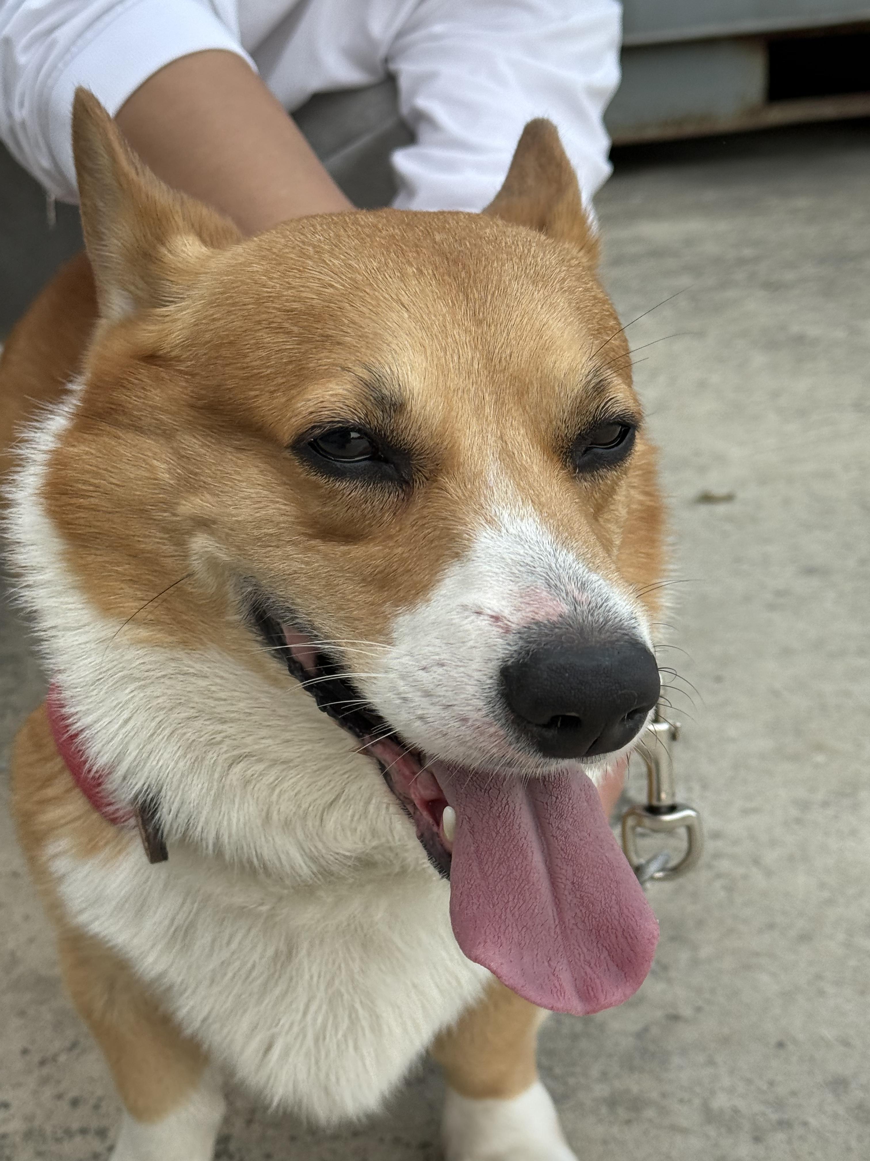 유기견보호센터 강아지보호소 고양이보호소 - 펫찾기 16번째 사진