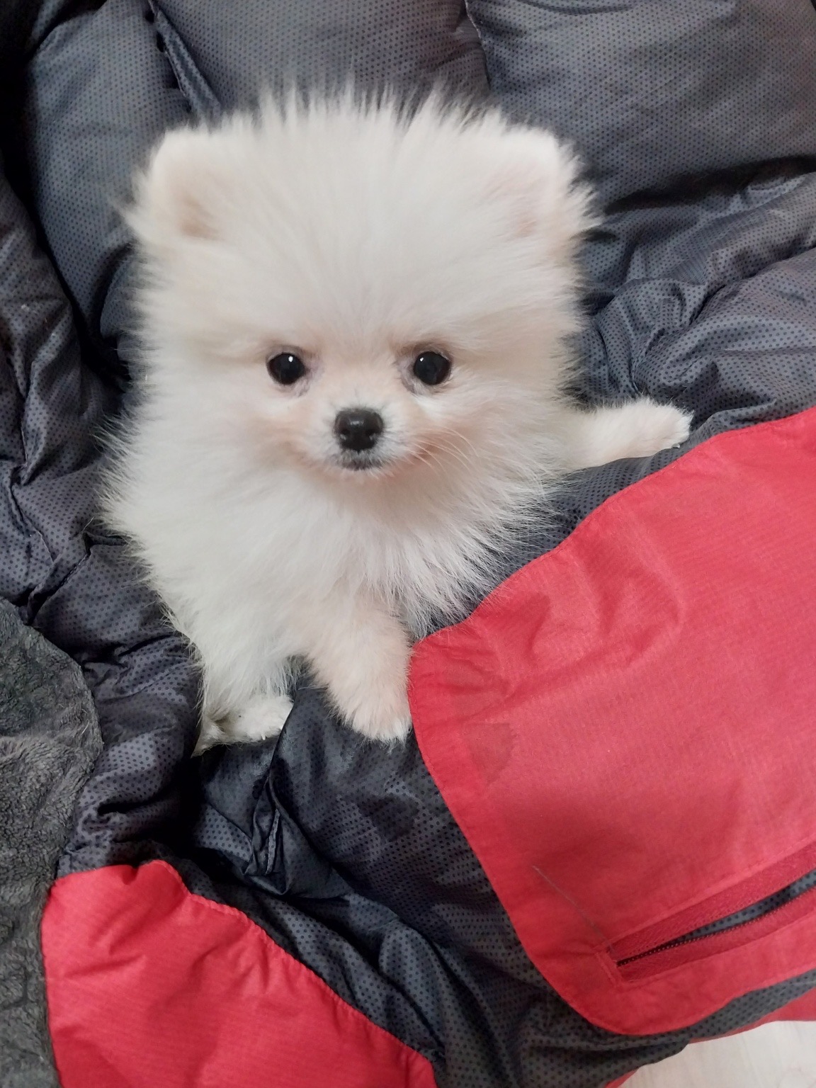 유기견보호센터 강아지보호소 고양이보호소 - 펫찾기 9번째 사진