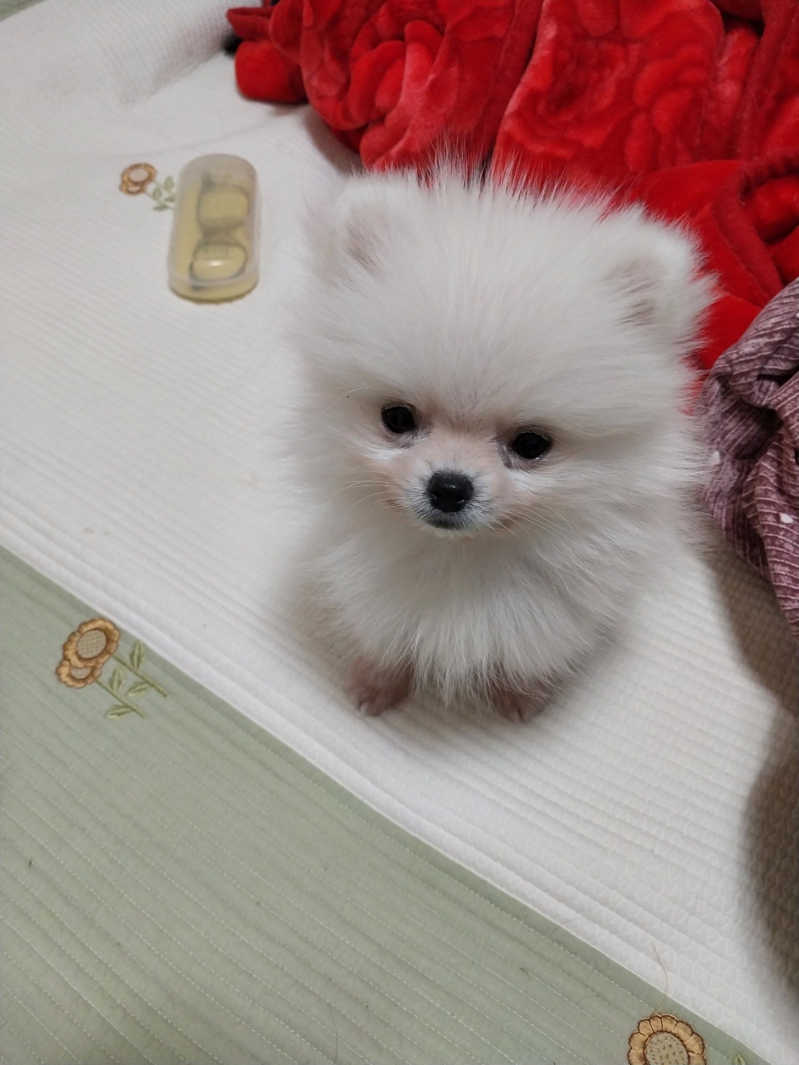 유기견보호센터 강아지보호소 고양이보호소 - 펫찾기 8번째 사진