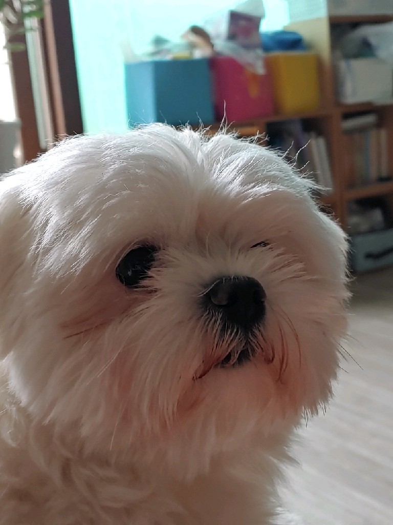 유기견보호센터 강아지보호소 고양이보호소 - 펫찾기