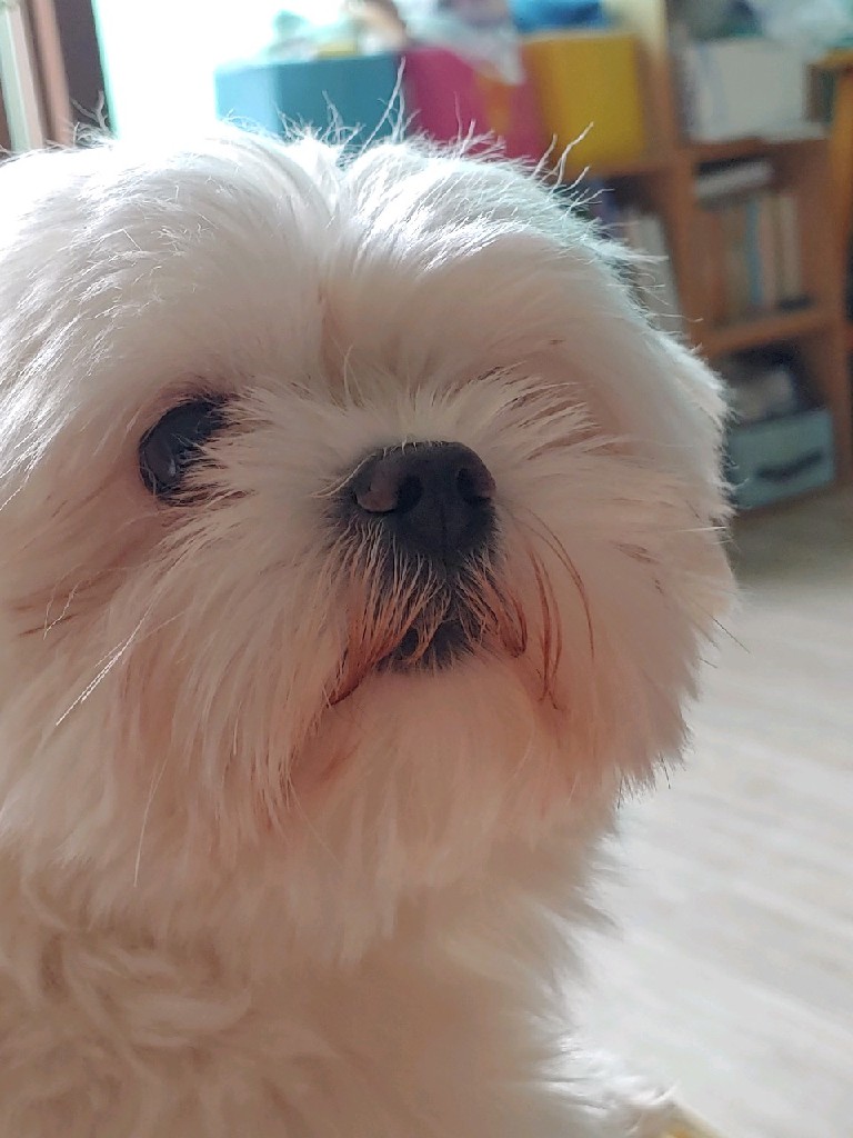 유기견보호센터 강아지보호소 고양이보호소 - 펫찾기 2번째 사진