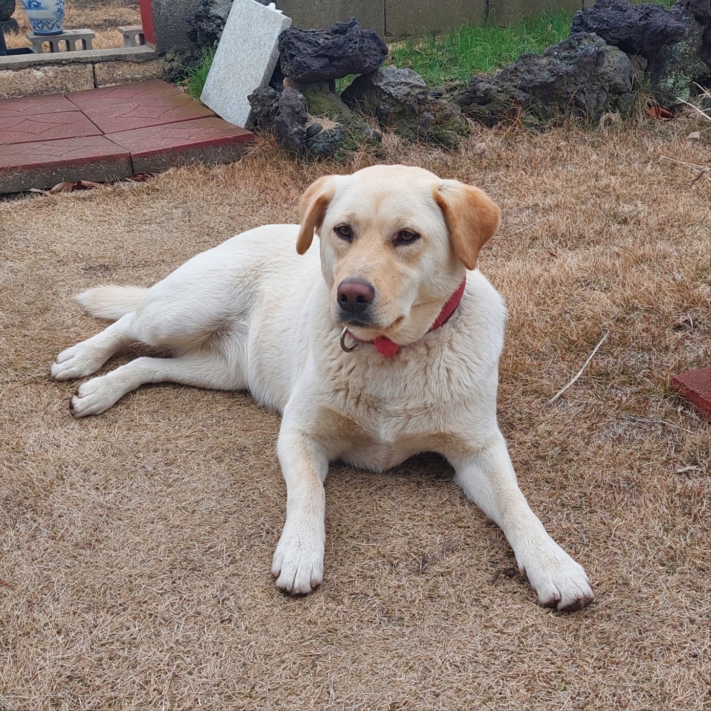 유기견보호센터 강아지보호소 고양이보호소 - 펫찾기 28번째 사진