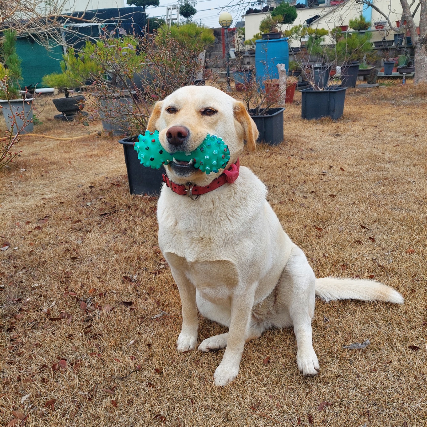 유기견보호센터 강아지보호소 고양이보호소 - 펫찾기 27번째 사진