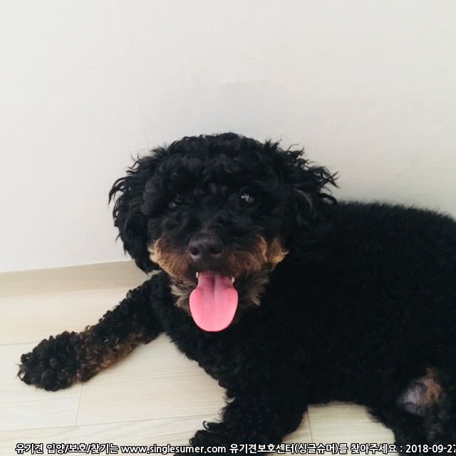 유기견보호센터 강아지보호소 고양이보호소 - 펫찾기 14번째 사진