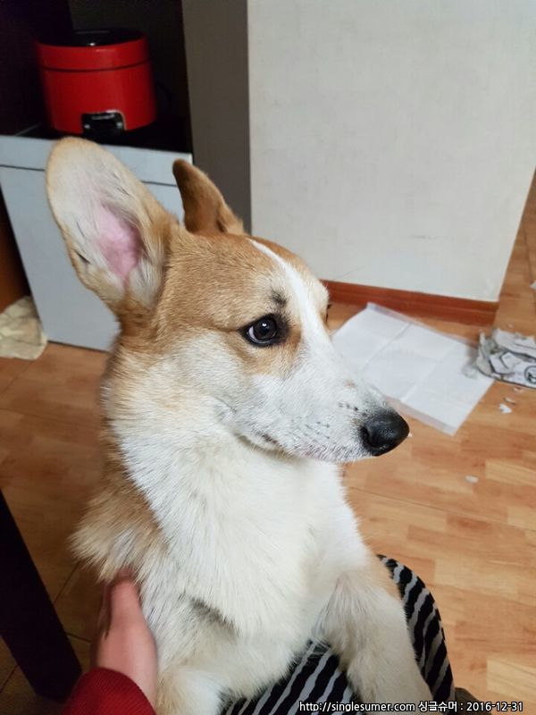 웰시코기 찾습니다 2번째 사진