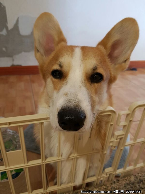 웰시코기 찾습니다 3번째 사진