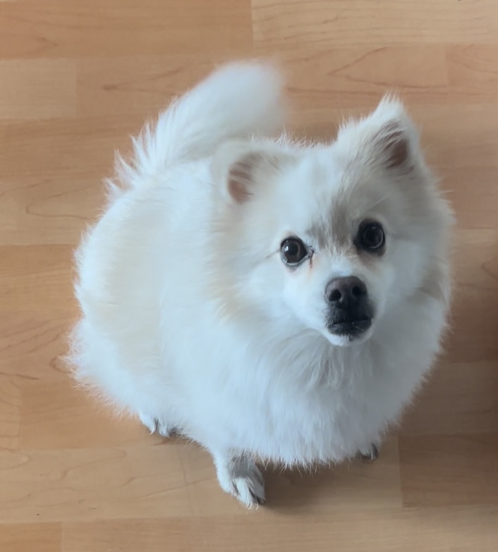 유기견보호센터 강아지보호소 고양이보호소 - 펫찾기 5번째 사진