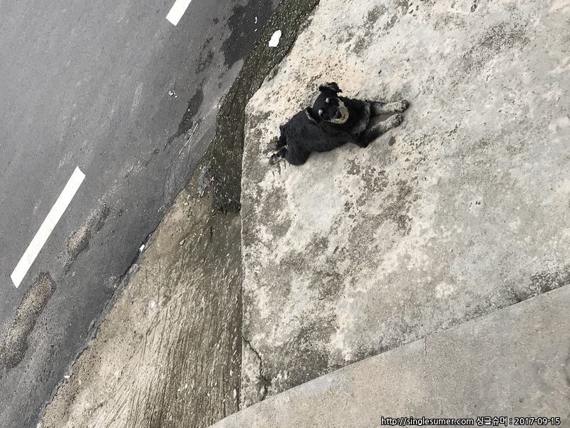 유기견보호센터 강아지보호소 고양이보호소 - 펫찾기 6번째 사진