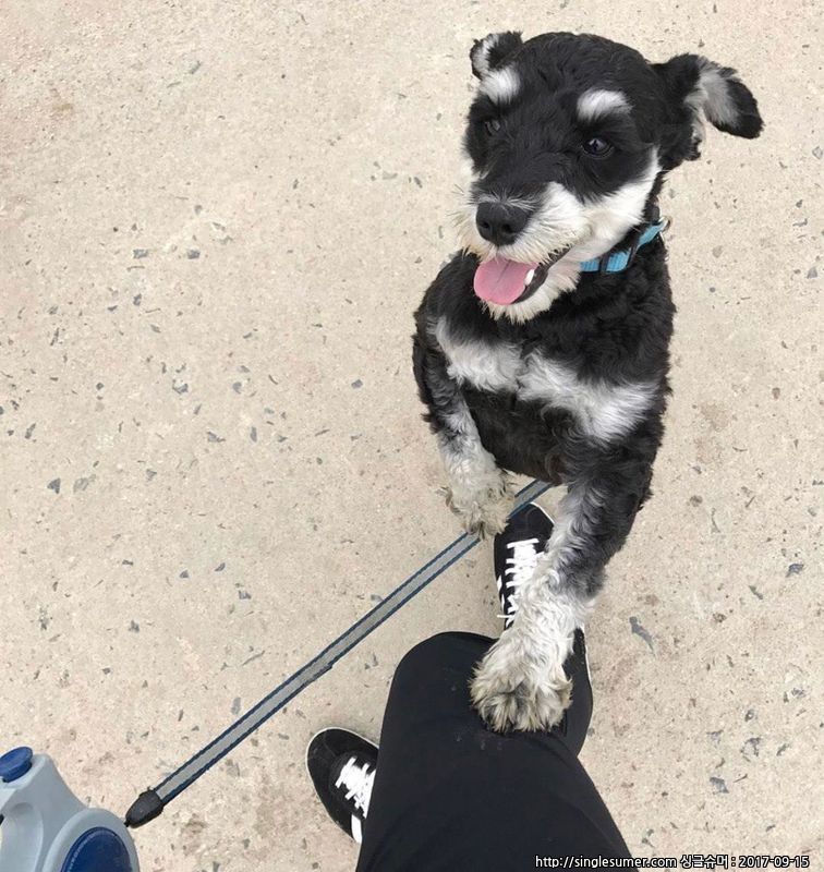 유기견보호센터 강아지보호소 고양이보호소 - 펫찾기 5번째 사진