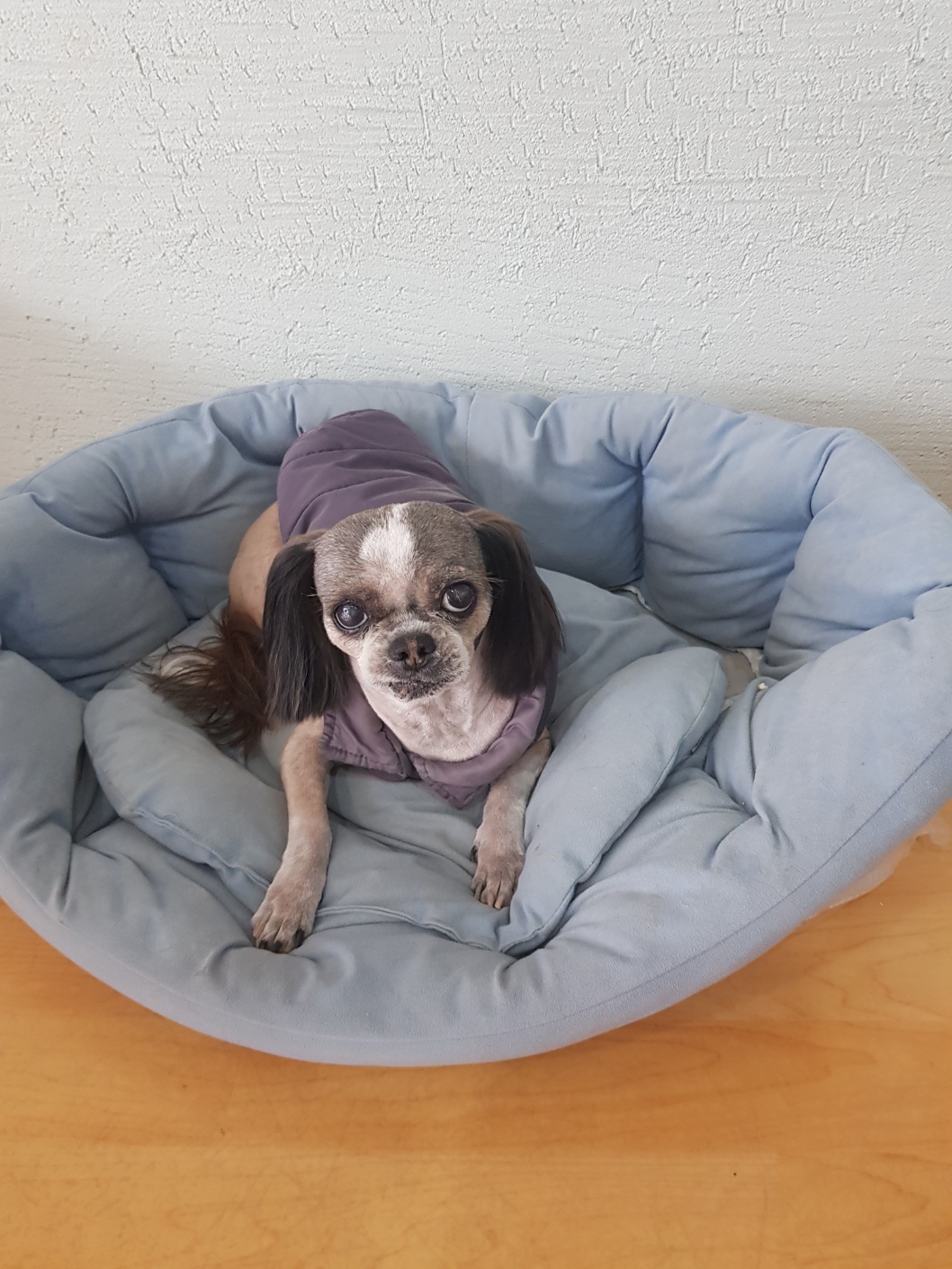 유기견보호센터 강아지보호소 고양이보호소 - 펫찾기 32번째 사진