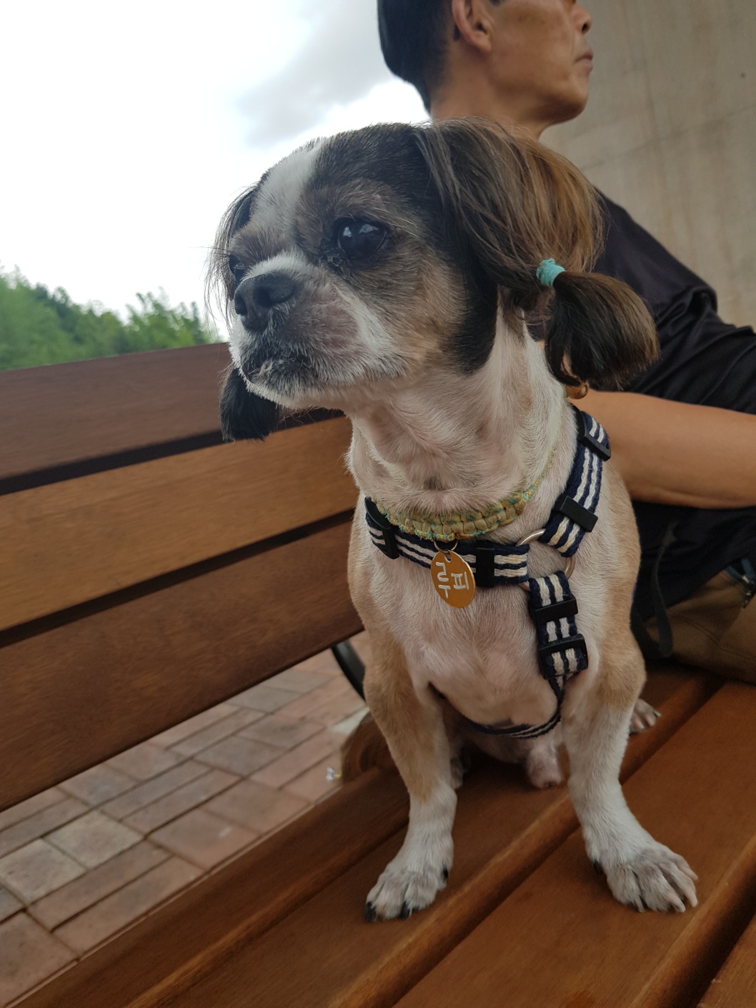 유기견보호센터 강아지보호소 고양이보호소 - 펫찾기 31번째 사진