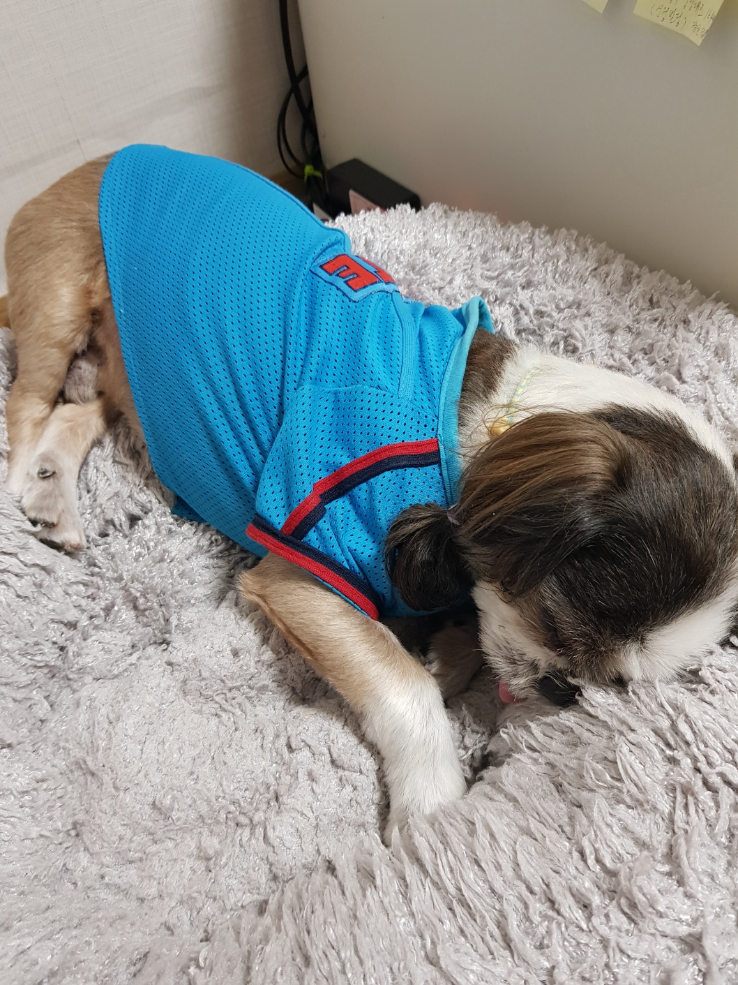 유기견보호센터 강아지보호소 고양이보호소 - 펫찾기 33번째 사진