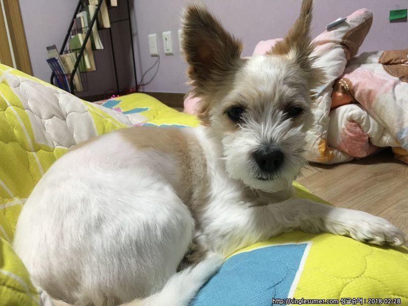 유기견보호센터 강아지보호소 고양이보호소 - 펫찾기 14번째 사진