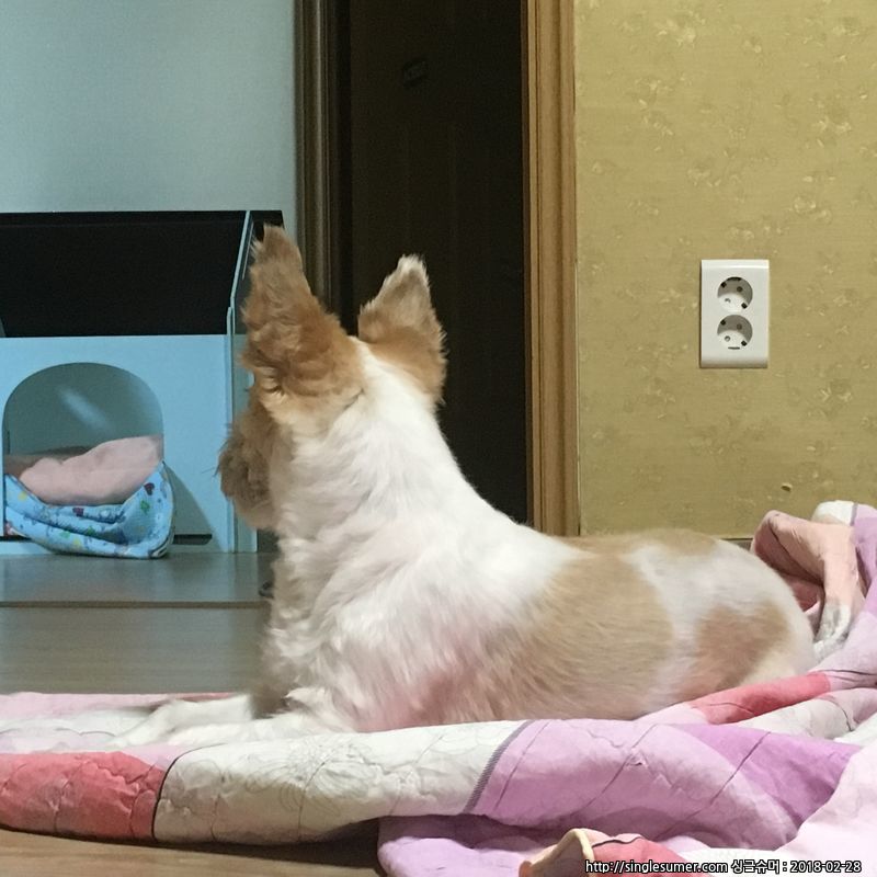 유기견보호센터 강아지보호소 고양이보호소 - 펫찾기 15번째 사진