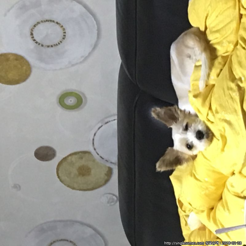 유기견보호센터 강아지보호소 고양이보호소 - 펫찾기 16번째 사진