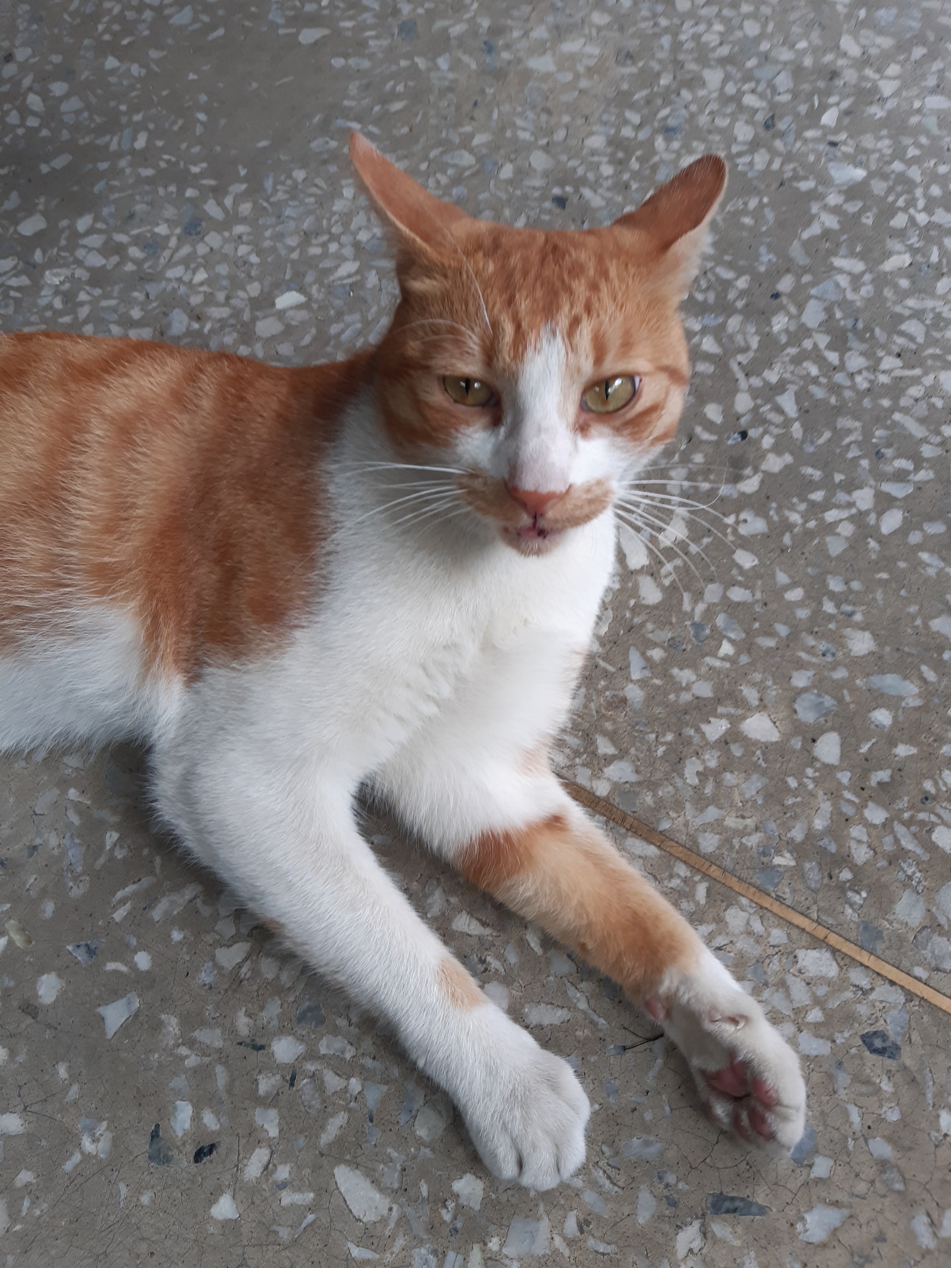 고양이를 찾습니다