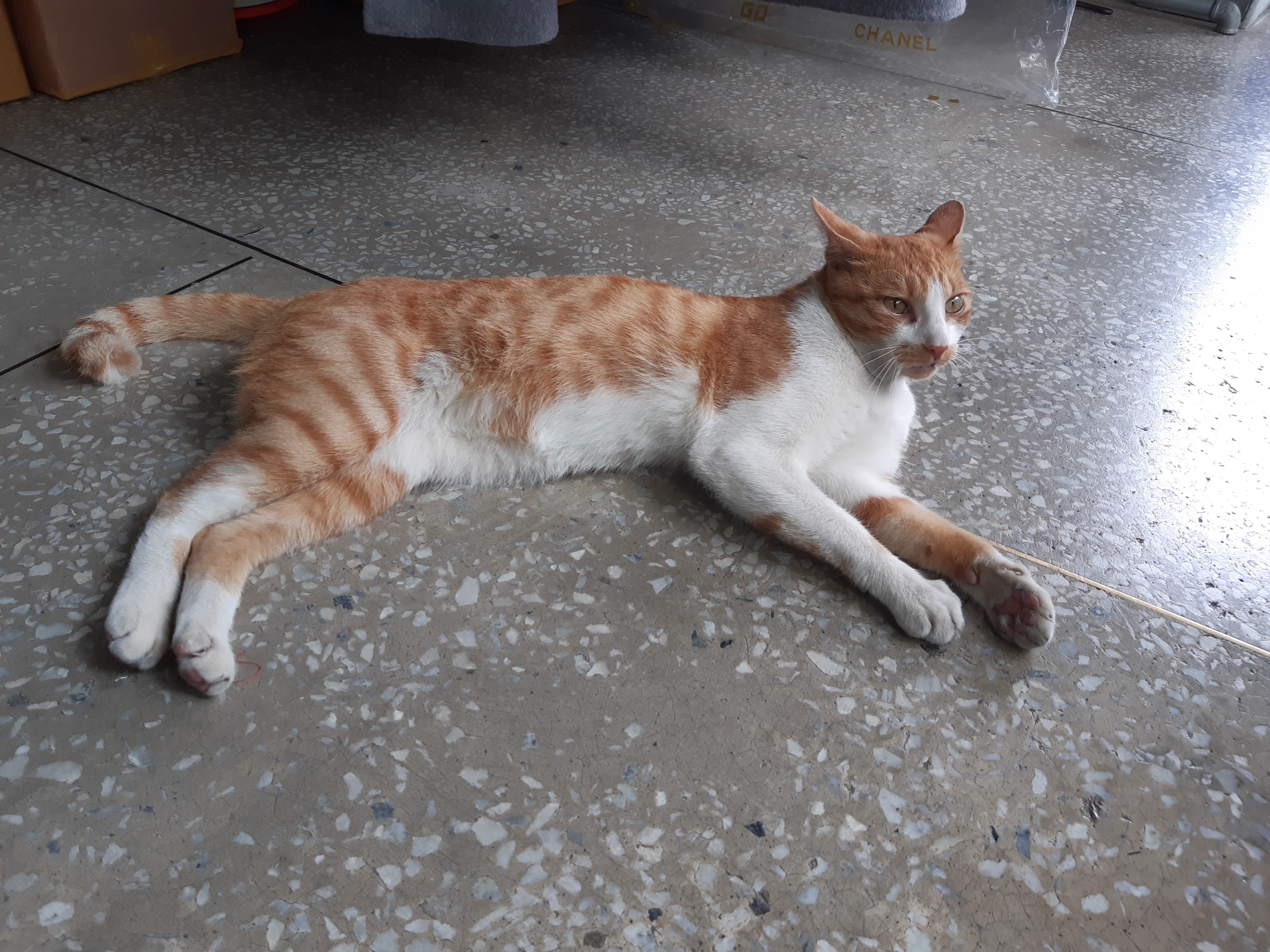 고양이를 찾습니다 3번째 사진