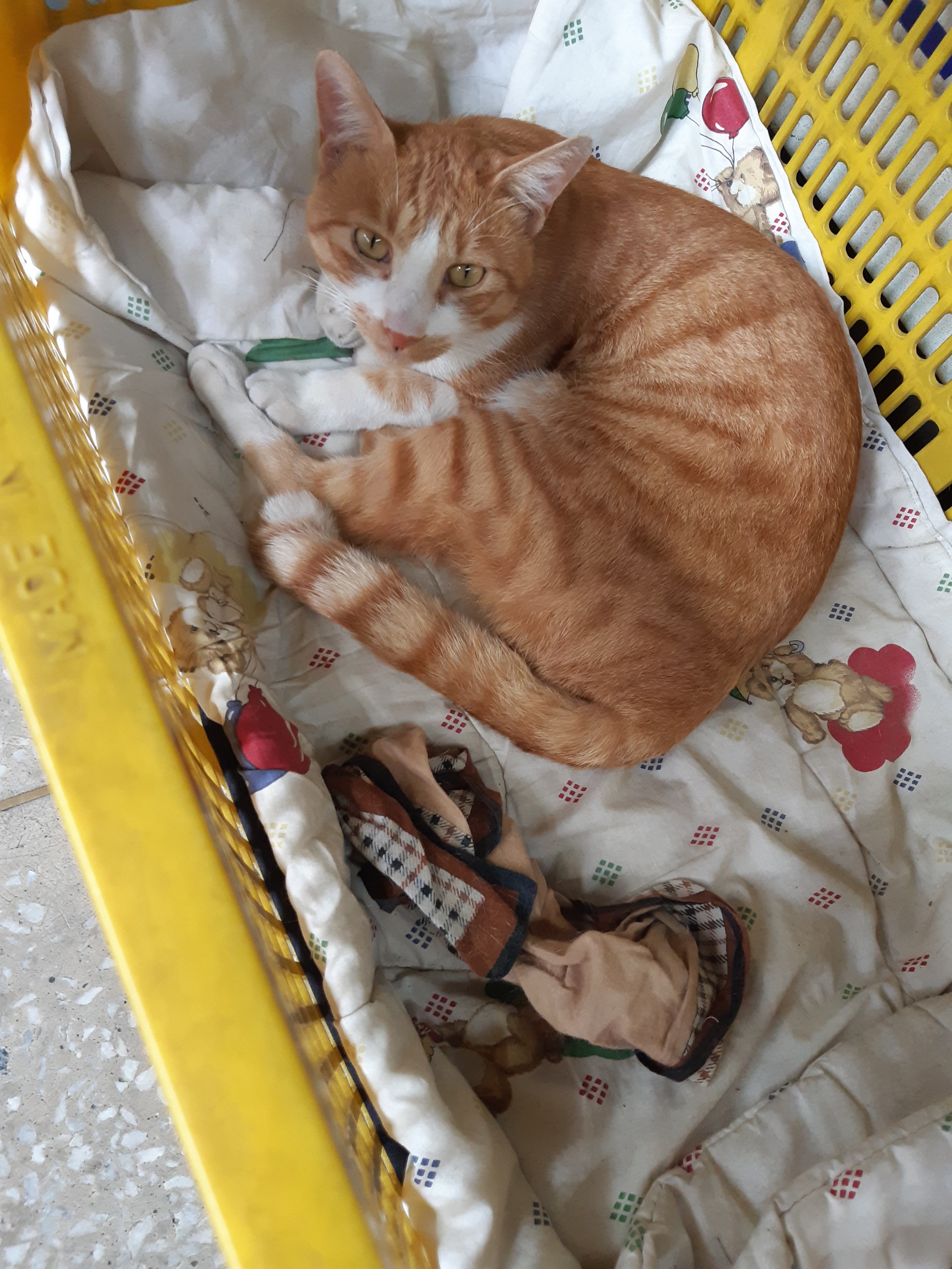 고양이를 찾습니다 5번째 사진