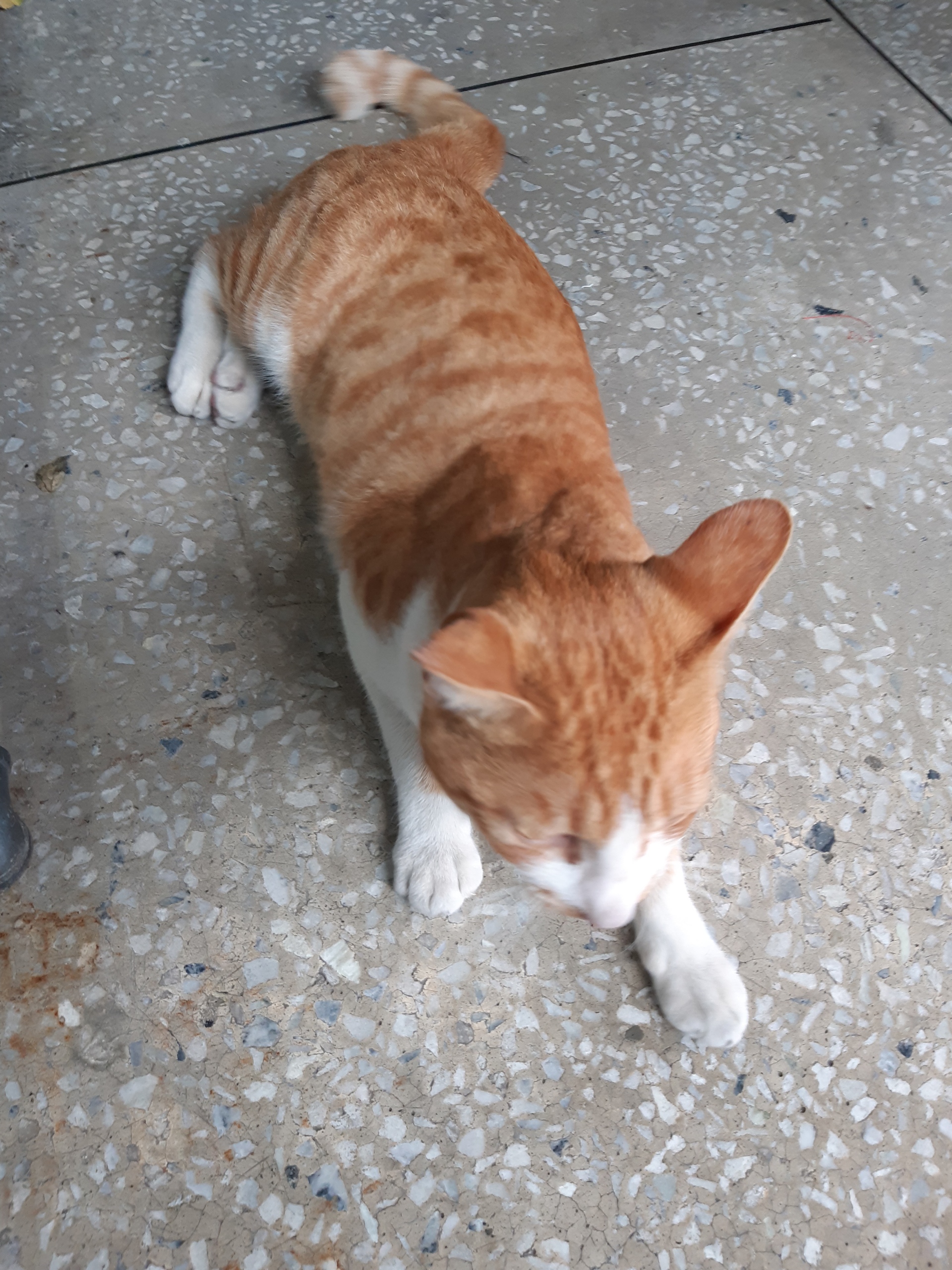 고양이를 찾습니다 4번째 사진