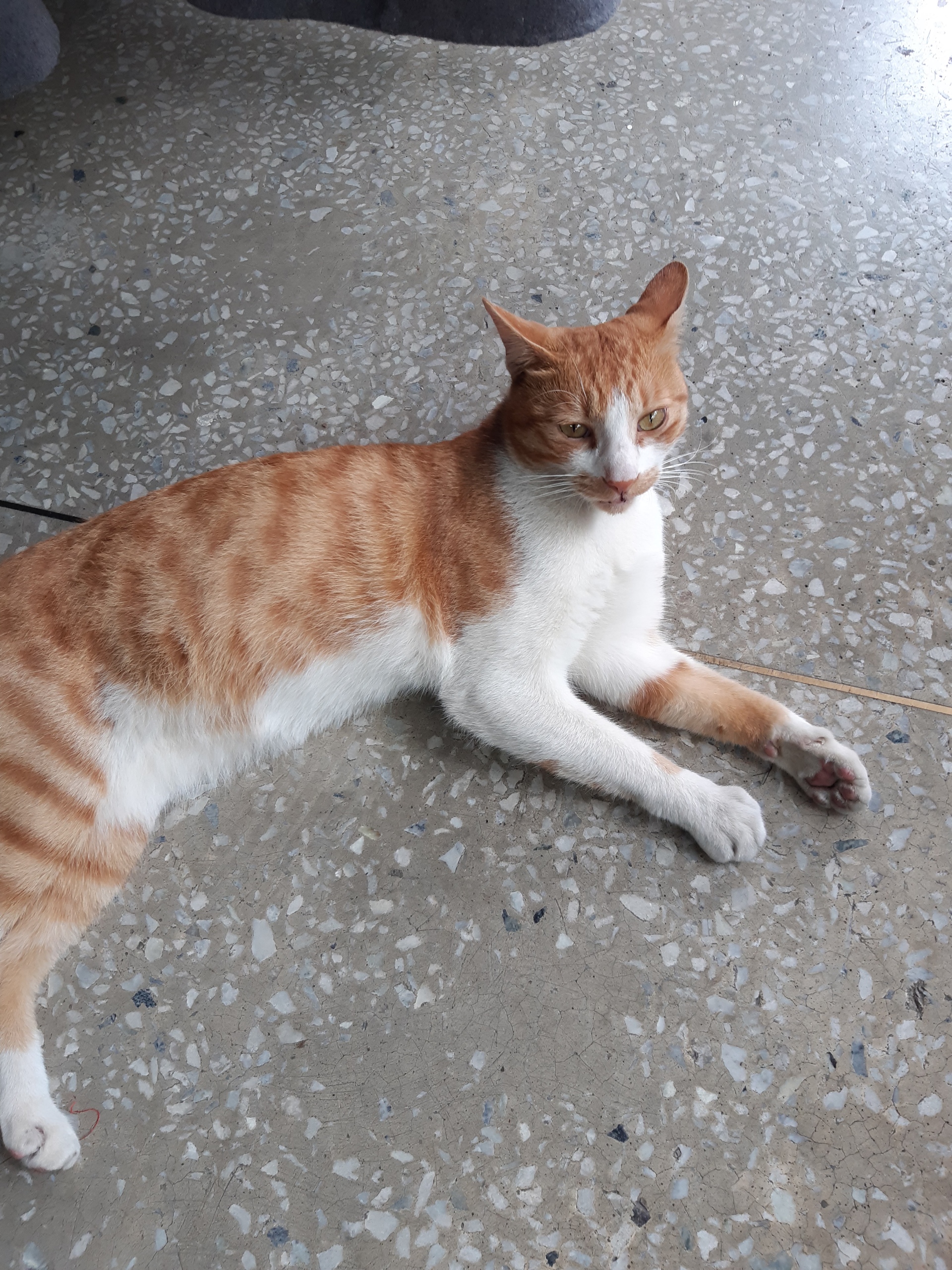 고양이를 찾습니다 2번째 사진