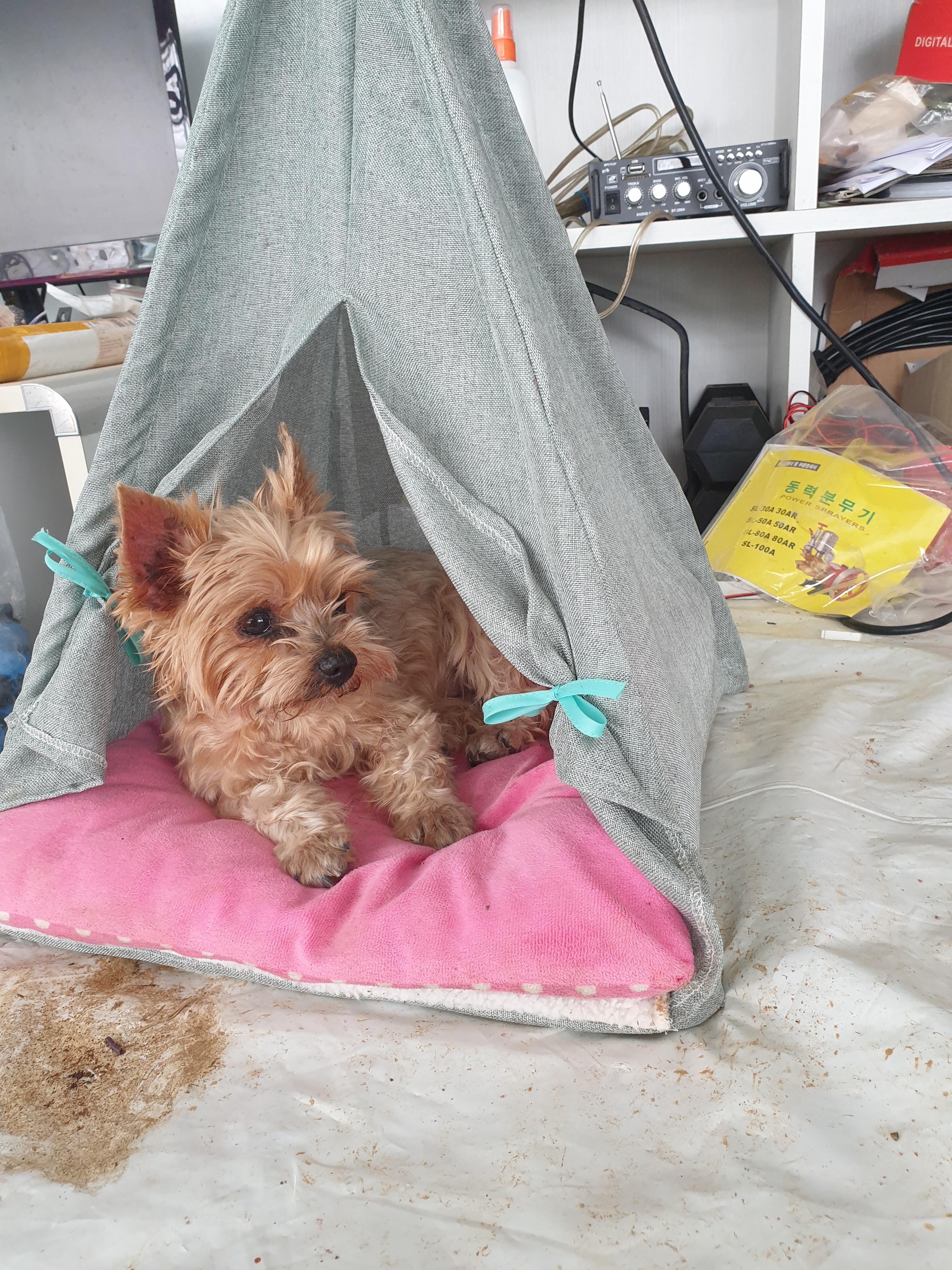 강아지를 찾습니다 - 강아지 찾아요 - 유기견 보호 센터 - 이미지 3