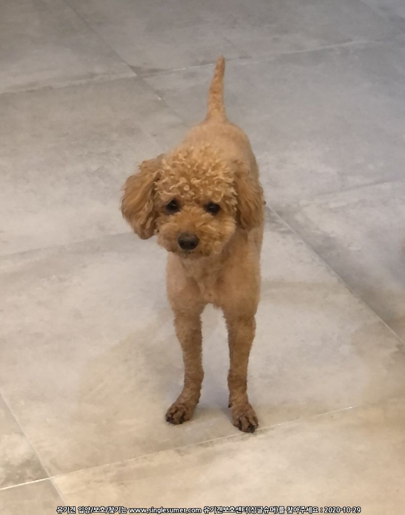 잃어버린 갈색 푸들 찾습니다. 2번째 사진