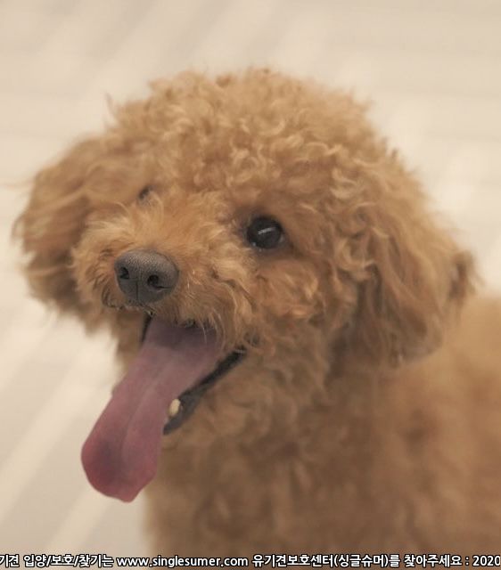 잃어버린 갈색 푸들 찾습니다.